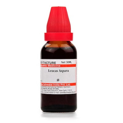 Leucas Aspera Homeopathy Mother Tincture